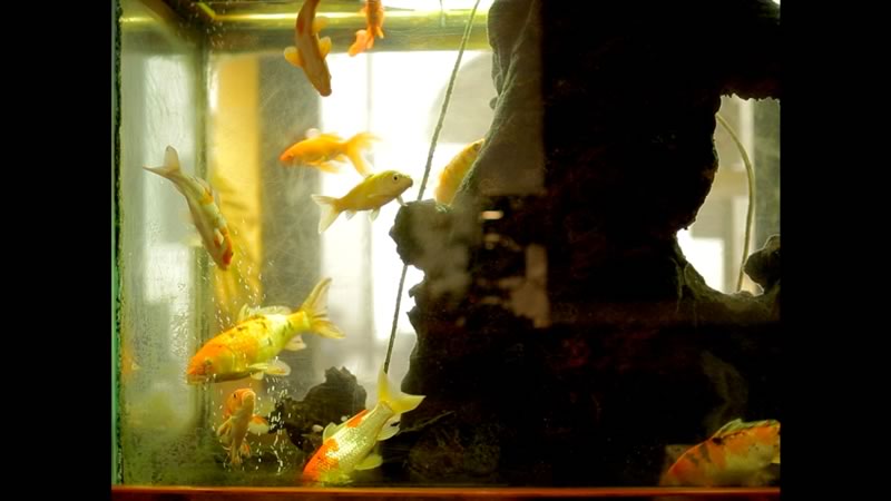 AquariumAndNation_01