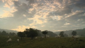 ACowsLife_03